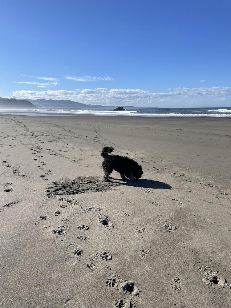 Necesidades y bienestar de nuestro perro