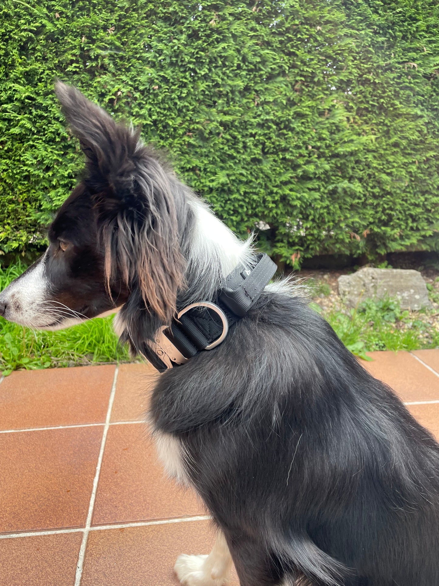 Ejemplo perro 1 Collar BornWild Black Diamon WildTopDogs