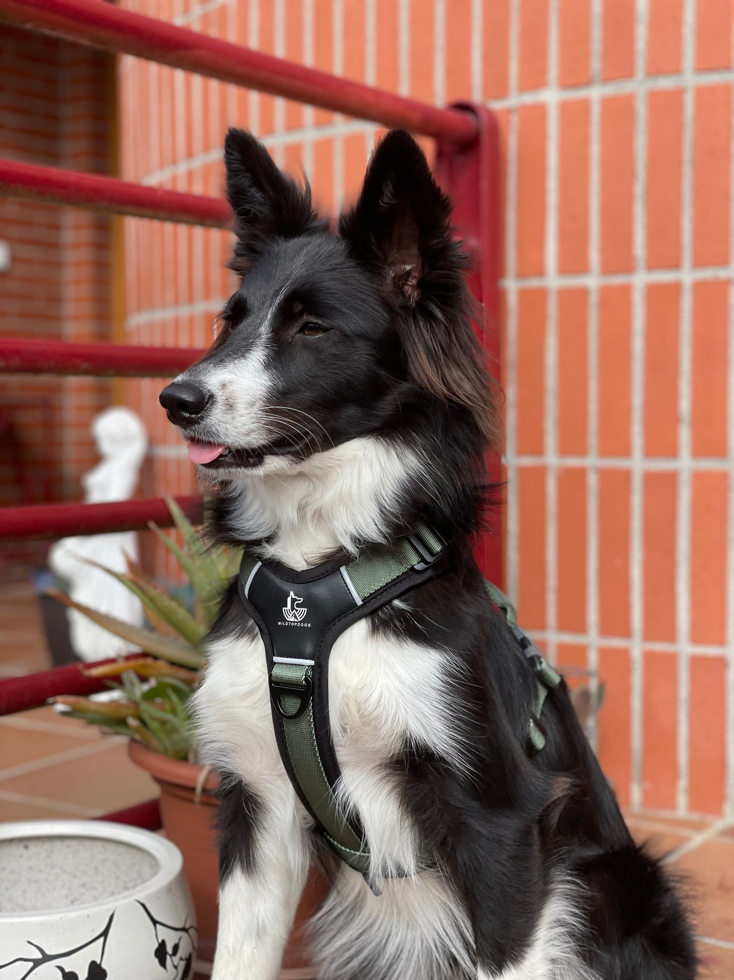Ejemplo Torax Arnés FreeWild Green Forest WildTopDogs