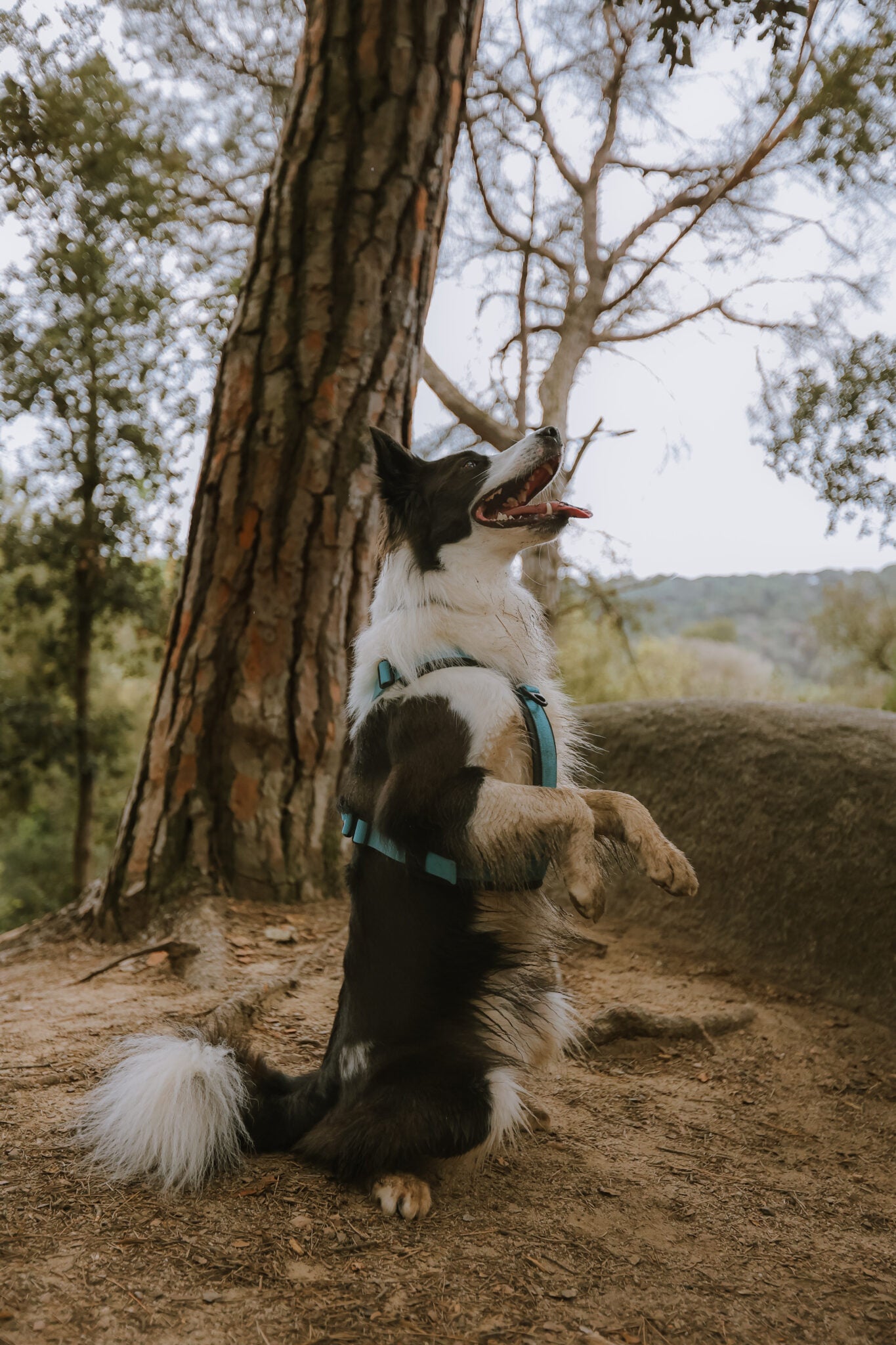 Arnés FreeWild 2.0 Glacier Blue WildTopDogs