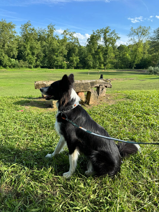 Ejemplo 1 Correa Move green Non-stop dogwear