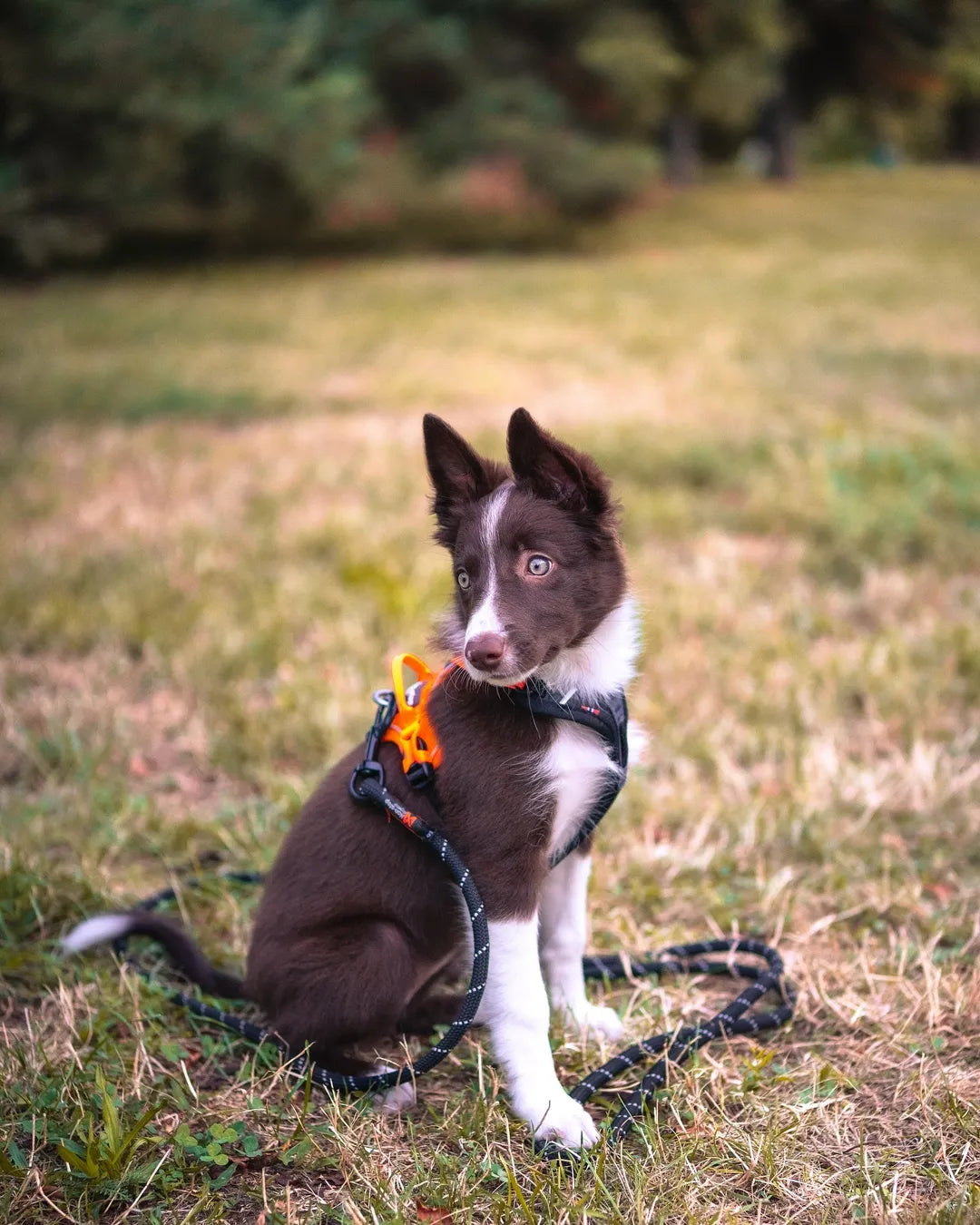 Arnés Ramble negro/naranja Non-stop dogwear