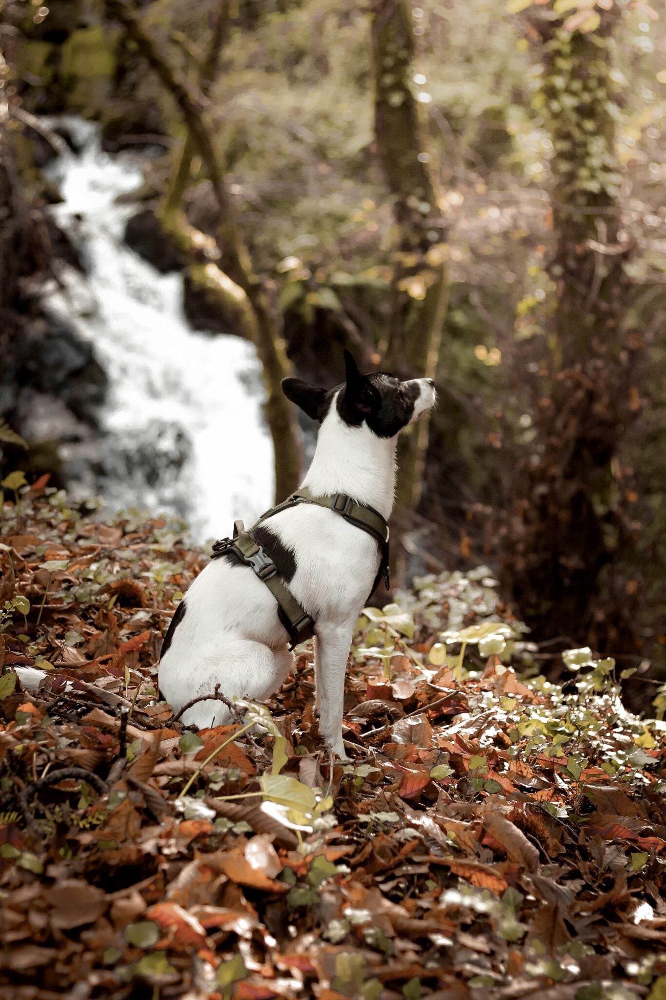 Arnés FreeWild 2.0 Green Forest WildTopDogs