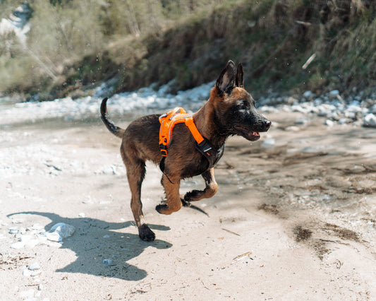 Cachorro Arnés Ramble negro/naranja Non-stop dogwear