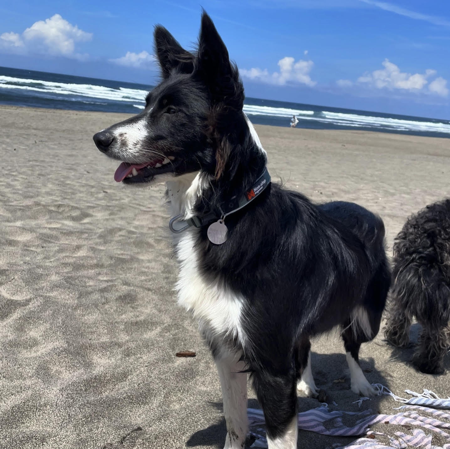 Ejemplo Collar Roam green Non-stop dogwear