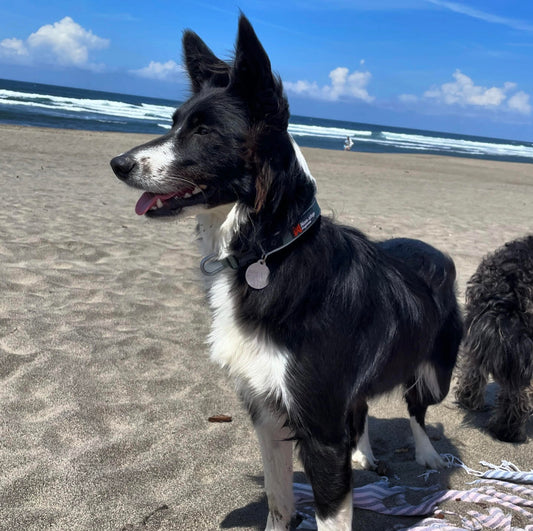 Ejemplo Collar Roam naranja Non-stop dogwear Non-stop dogwear