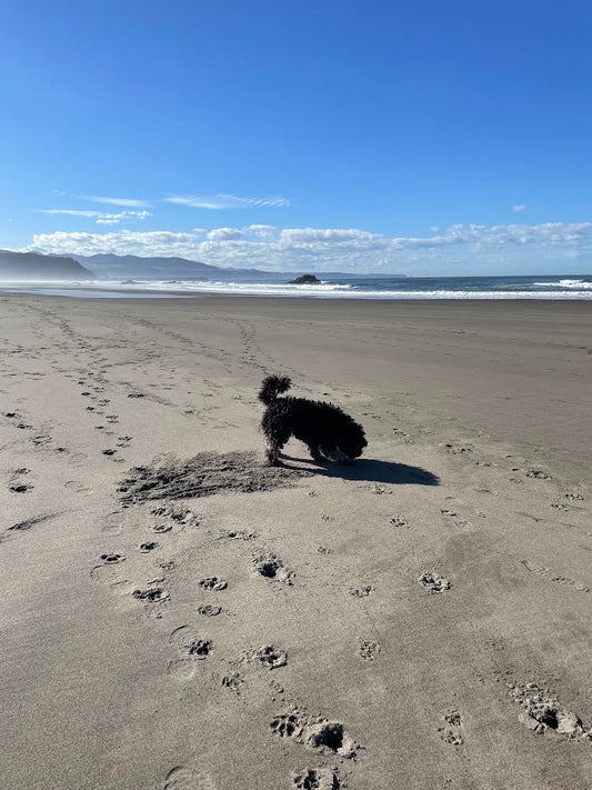 Necesidades y bienestar de nuestro perro