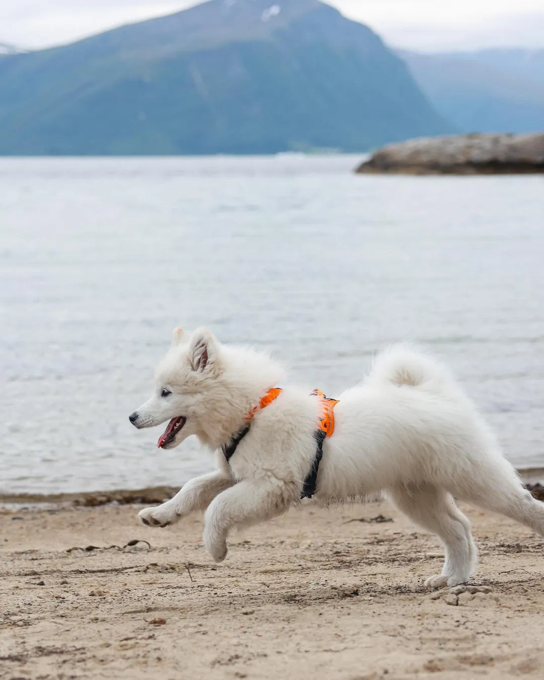 Arnés Ramble negro/naranja Non-stop dogwear